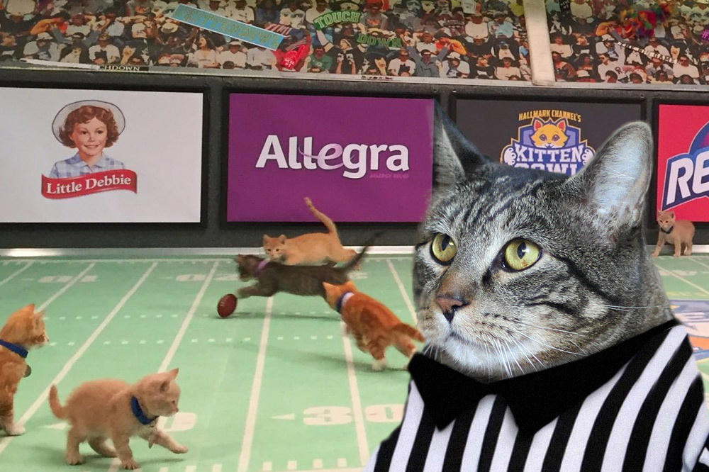 Are you ready for the Kitten Bowl?