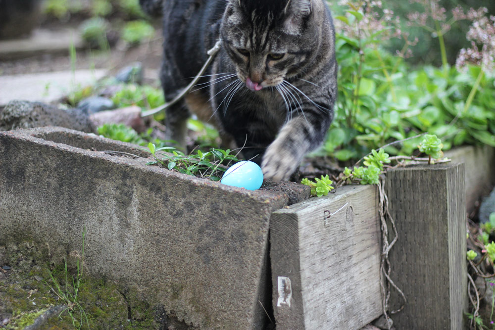 Kitty Easter Egg Hunt