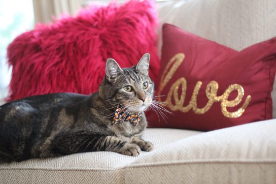 Sundays With Tabs the Cat, Makeup and Beauty Blog Mascot, Vol. 655