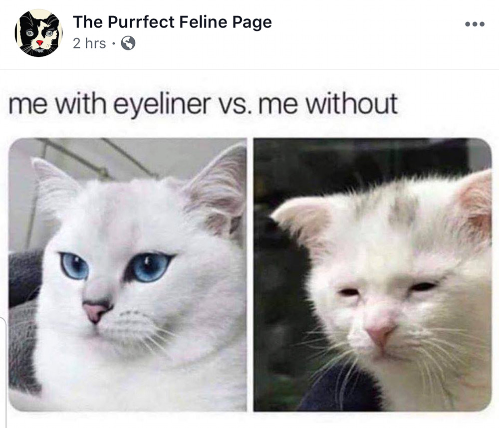 Purrfect feline eyeliner