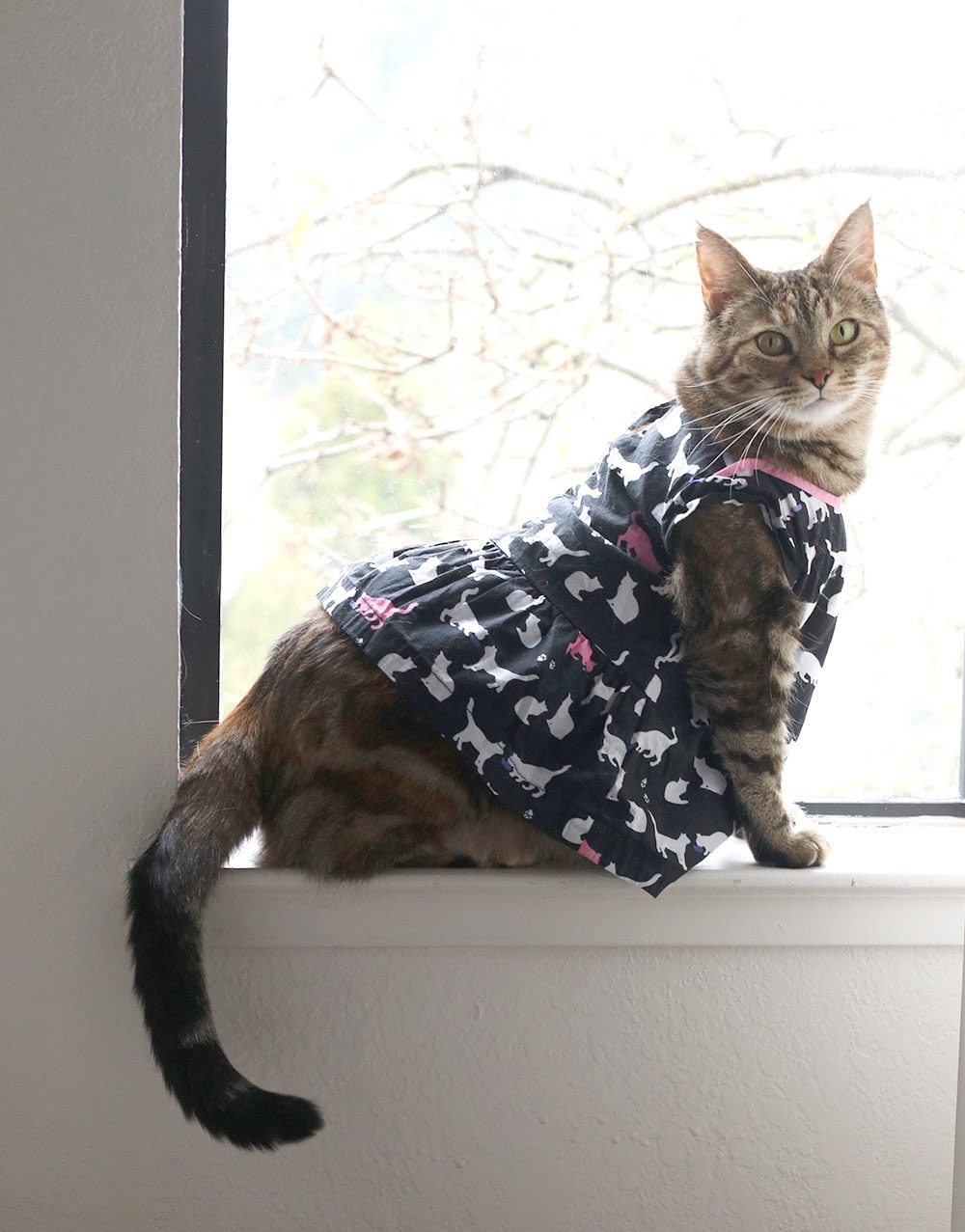 rosie cat dress