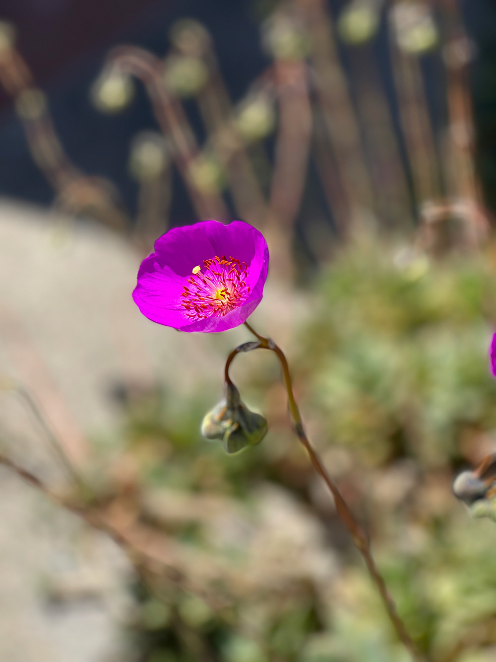 pretty purple flower bokeh