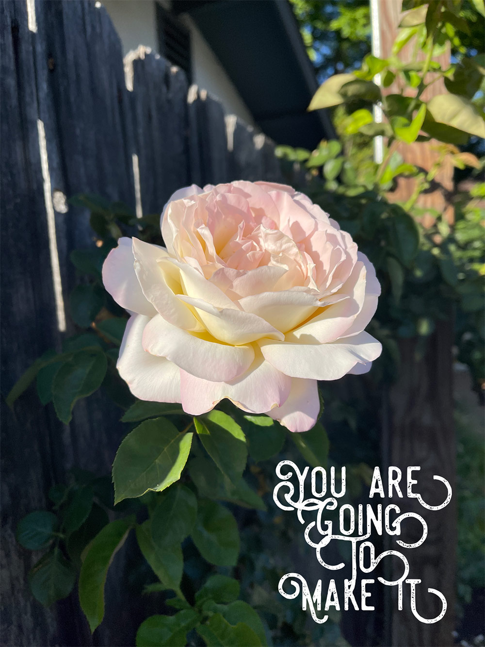 perfect-rose-you are going to make it 
