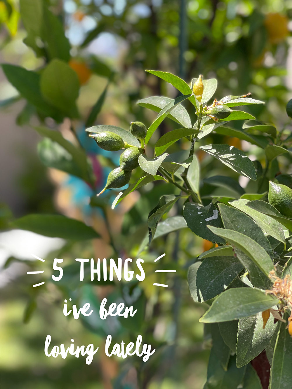 5 things loving lately meyer lemon tree